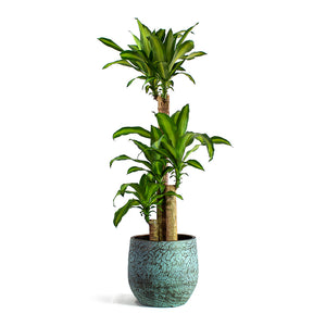 Dracaena fragrans Massangeana Multi-Stem with Evi Plant Pot Antique Bronze