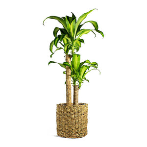 Dracaena fragrans Massangeana Multi Stem & Ido Plant Baskets Set of 5 Natural