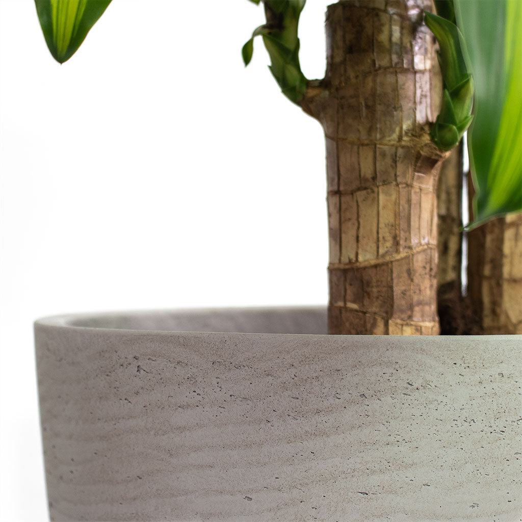 Dracaena fragrans Massangeana Multi Stem with Mini Jesslyn Plant Pot Grey Washed Close-Up