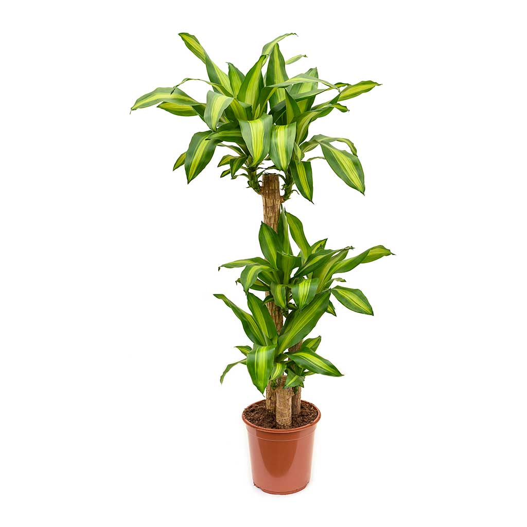 dracaena massangeana cats Dracaena fragrans Massangeana - Multi Stem Indoor Plants | Hortology