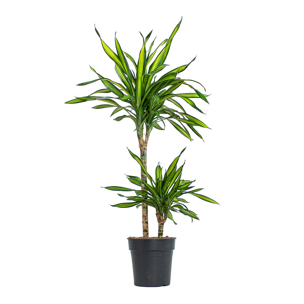 dracaena fragrans riki Dracaena fragrans Riki - Multi Stem Indoor Plants | Hortology