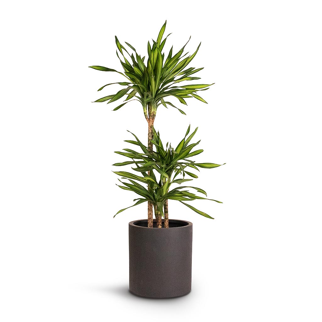 Dracaena fragrans Riki Multi Stem 21x100cm 3stems Max Refined Planter Volcano Black 29x29.5cm