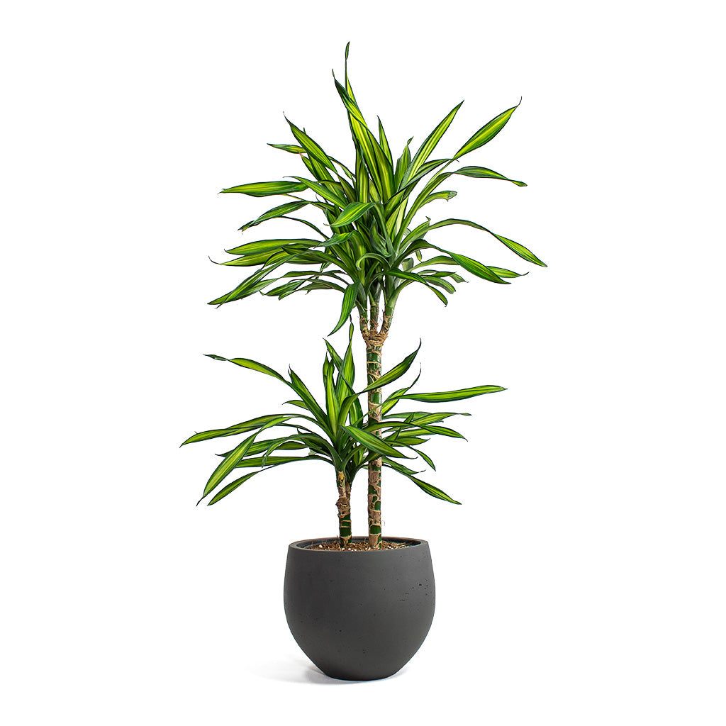 Dracaena fragrans Riki Multi-Stem with Mini Orb Kevan Plant Pot Black Washed
