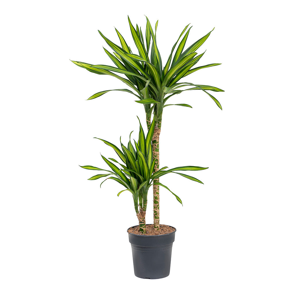 Dracaena fragrans Riki Multi-Stem