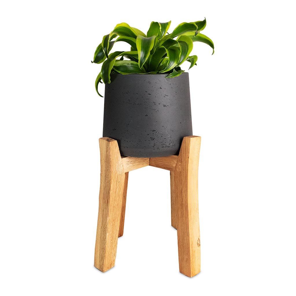 Dracaena fragrans Tornado - Head & Patt Plant Pot - Tall Stand - Black Washed