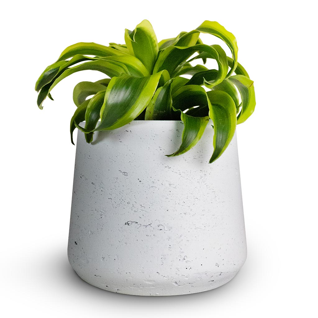 Dracaena fragrans Tornado - Head & Patt Plant Pot - White Washed