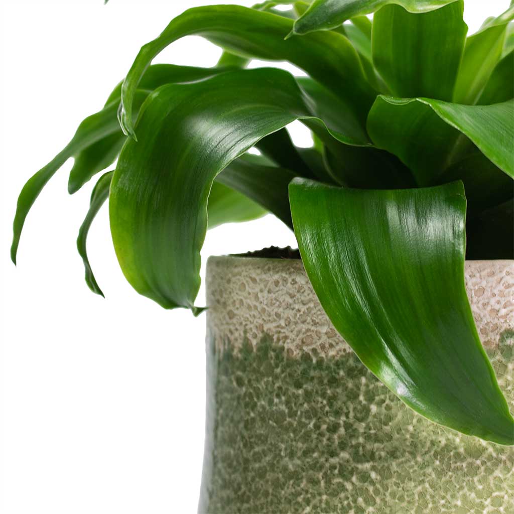 Dracaena fragrans Twister Head & Jorrit Plant Pot - Satin Green Close Up