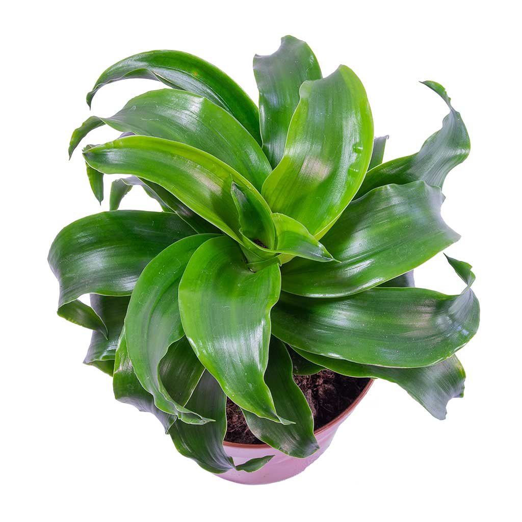 Dracaena fragrans Twister - Head & Gerben Plant Pot - Grey Washed