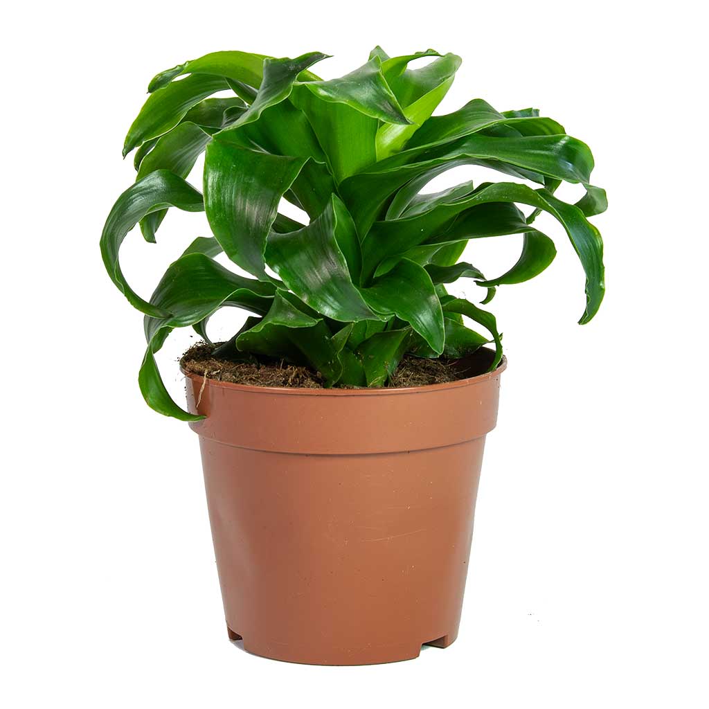 Dracaena fragrans Twister Houseplants - Purify Your Air | Hortology