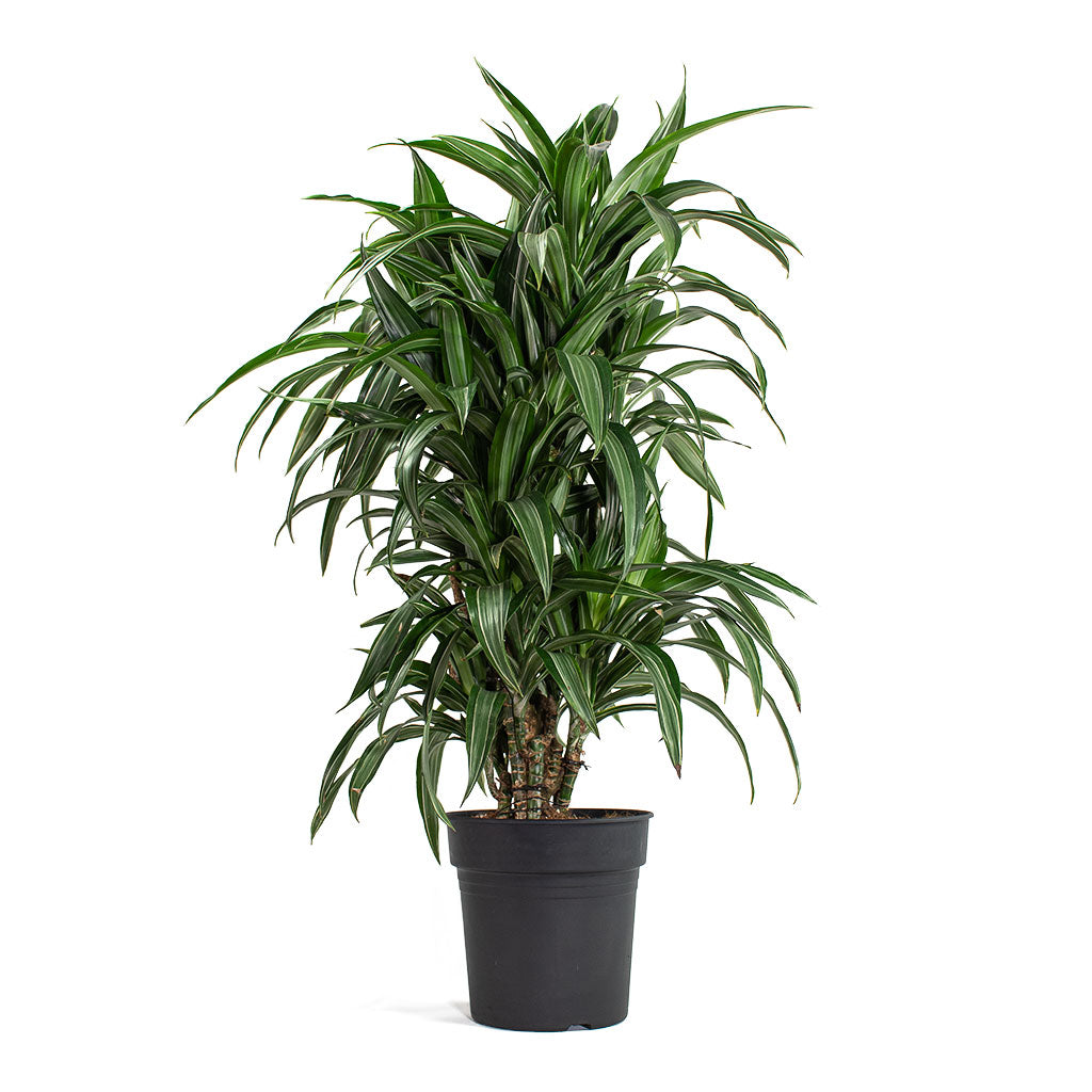 dracaena ulises cane Dracaena fragrans Ulises - Branched Indoor Plants | Hortology