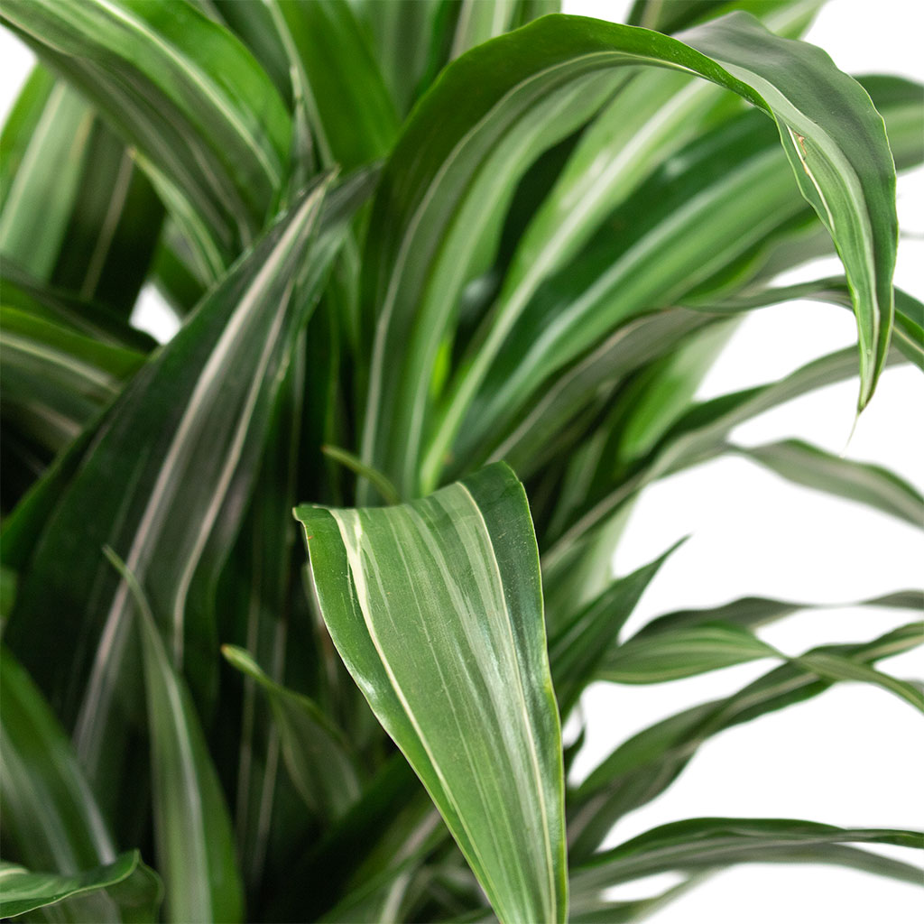 Dracaena fragrans Ulises Branched