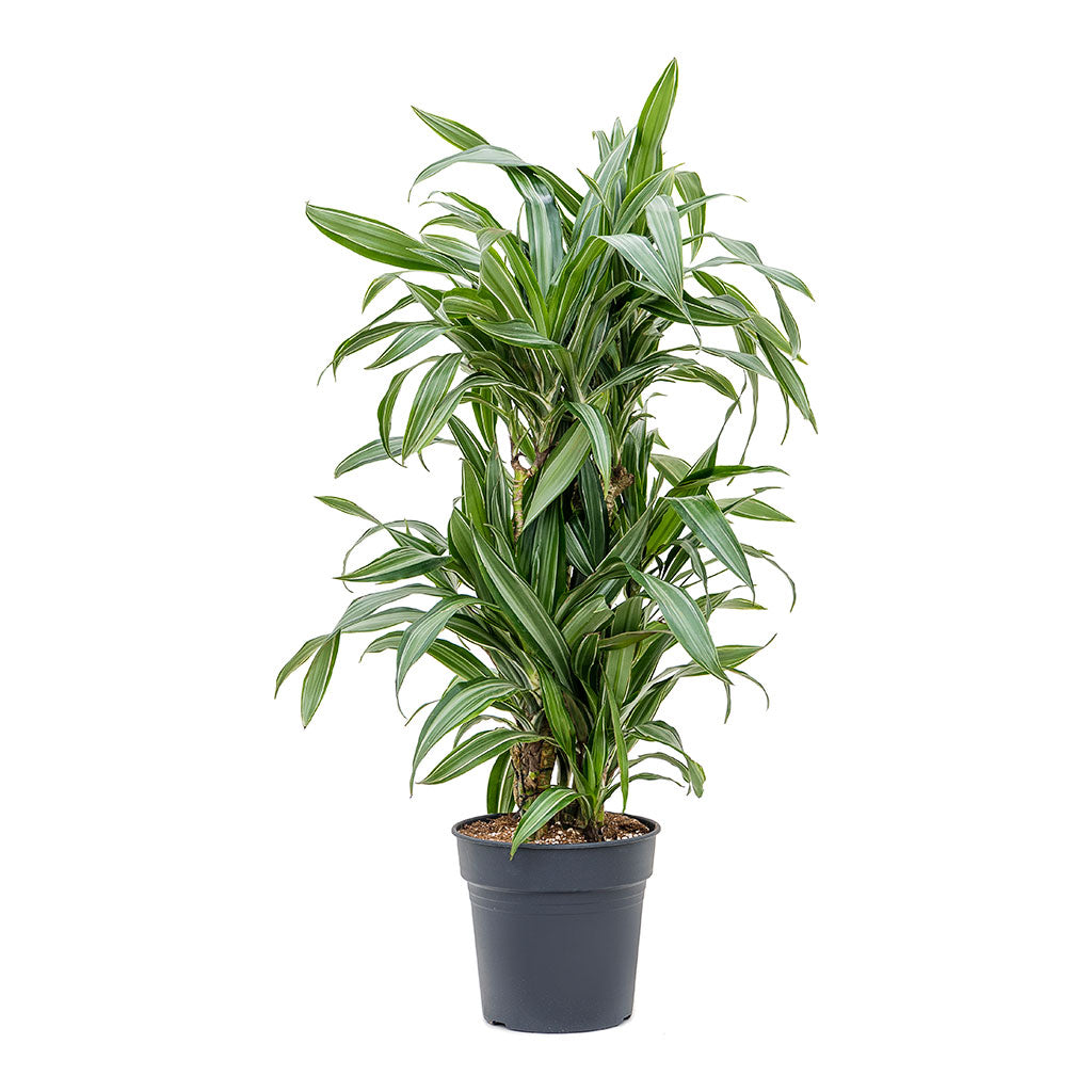 dracaena warneckii ulises Dracaena fragrans Ulises - Branched Indoor Plants | Hortology