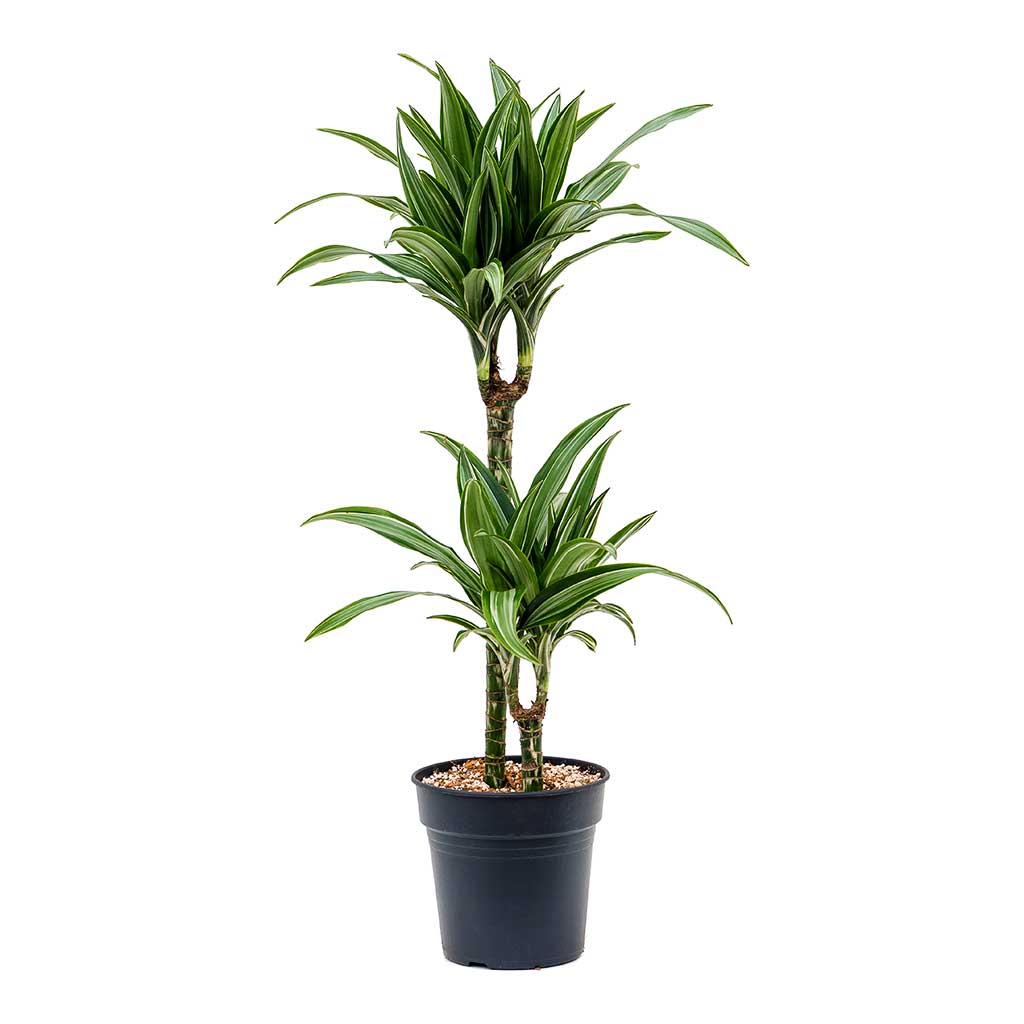 Dracaena fragrans Ulises - Multi Stem - 2 Stems