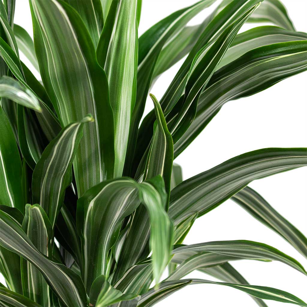 Dracaena fragrans Ulises 2 Stem & Ryan Plant Pot White Black
