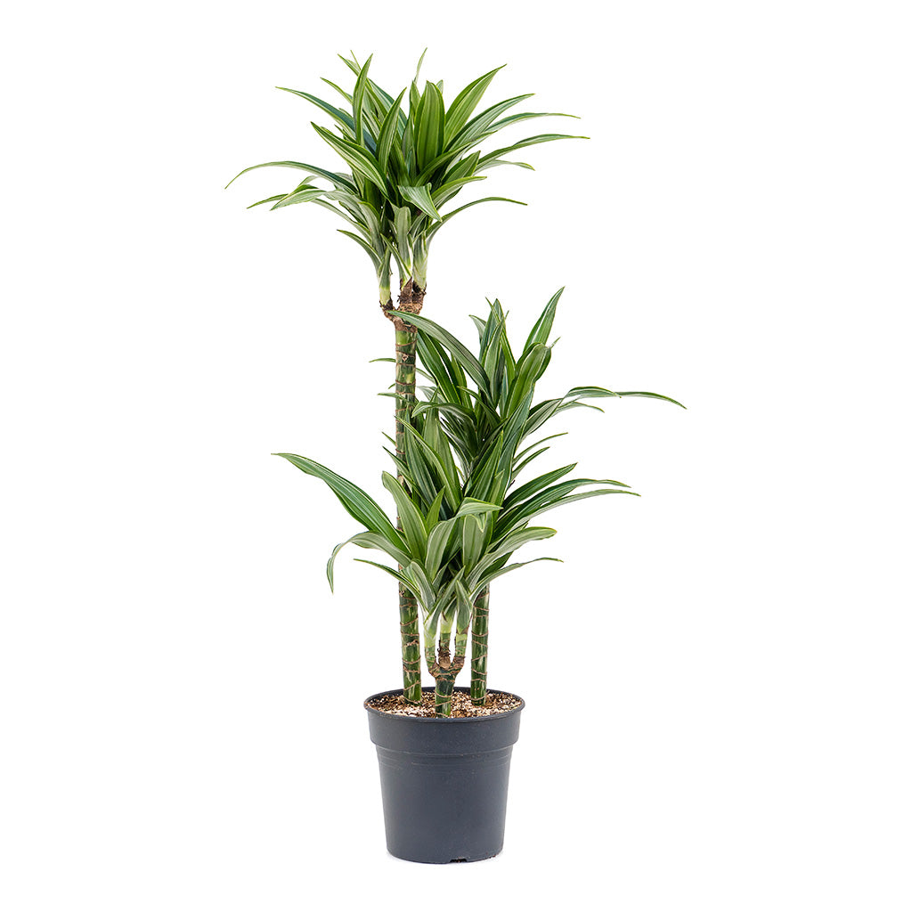 Dracaena fragrans Ulises Multi-Stem
