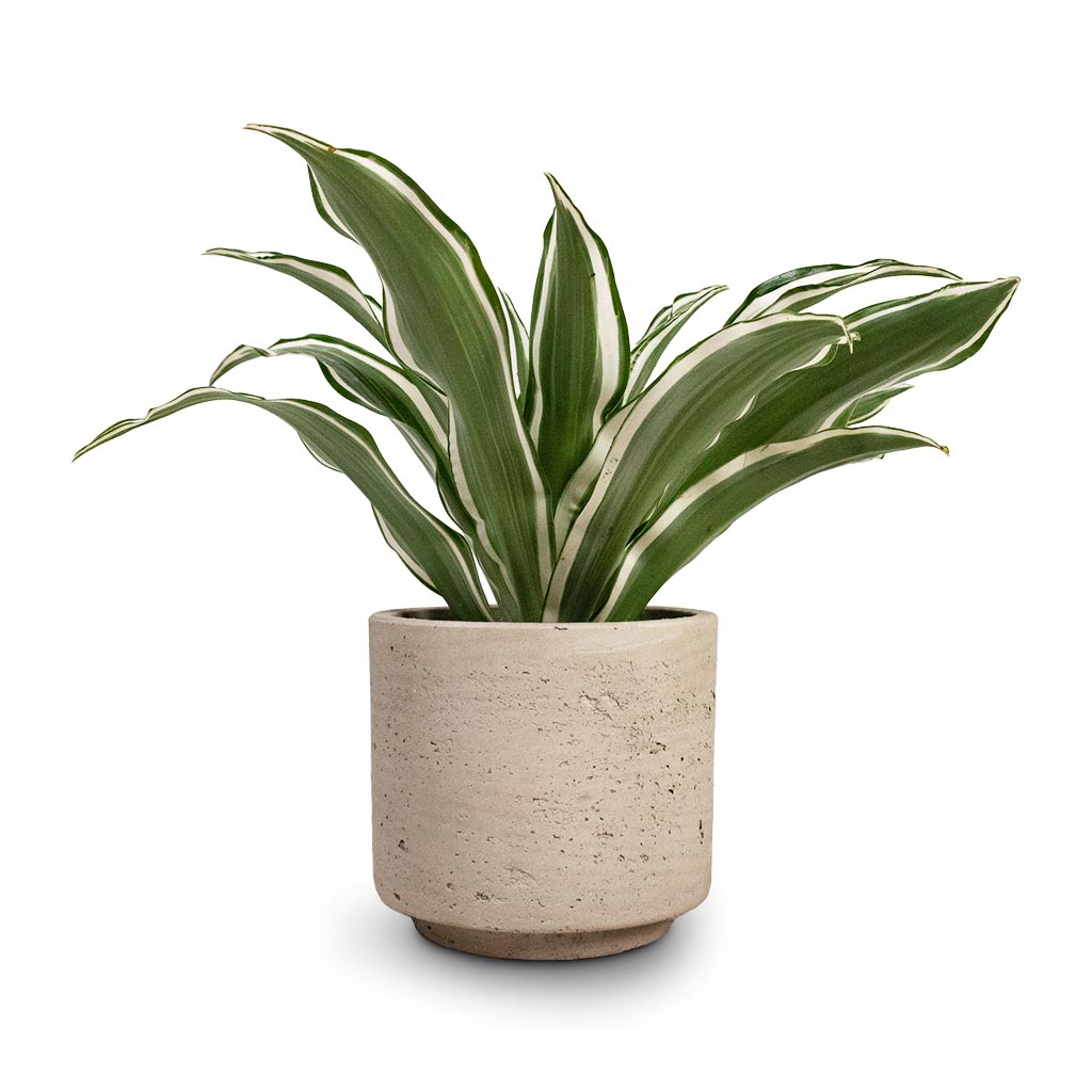 Dracaena fragrans White Jewel - Head Houseplant & Novi Plant Pot - Grey Washed