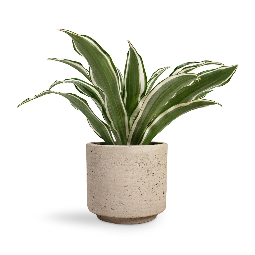 Dracaena fragrans White Jewel - Head Houseplant & Novi Plant Pot - Grey Washed