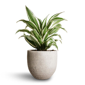 Cas Plant Pot - Cool Grey & White Jewel Dracaena