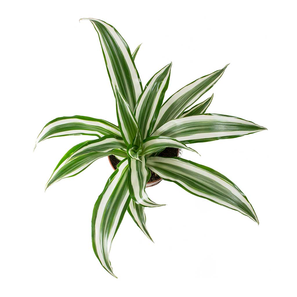 Dracaena fragrans White Jewel - Head & Cas Plant pot