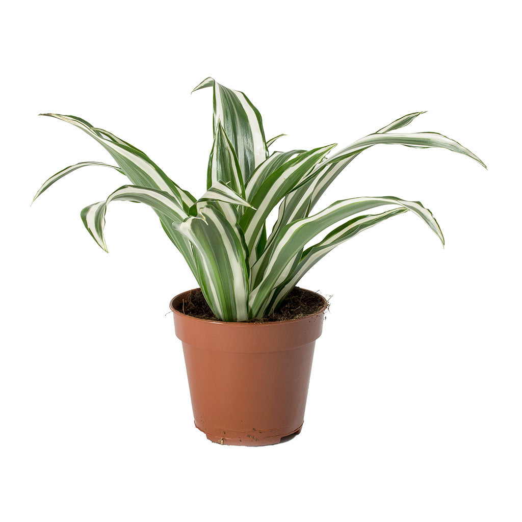 Dracaena fragrans White Jewel Houseplants - Air Purifier | Hortology