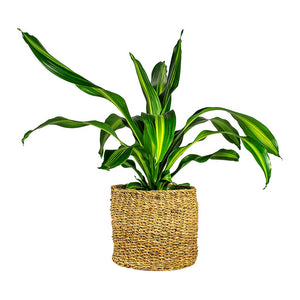 Dracaena fragrans burley & Ido Plant Baskets Set of 5 Natural
