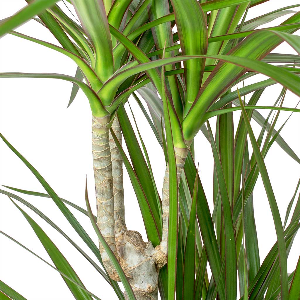 benefits of dracaena marginata Dracaena marginata Indoor Plants - Red Edged Dragon Tree | Hortology