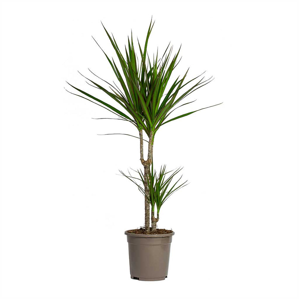 Dracaena marginata Indoor Plants - Red Edged Dragon Tree | Hortology ...