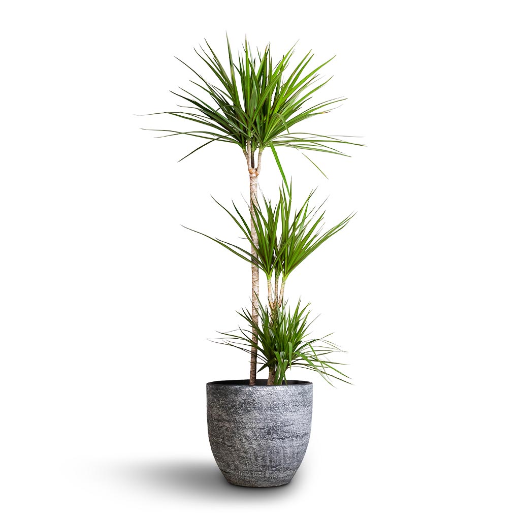 Dracaena marginata Red Edged - Multi Stem & Cas Plant Pot - Anthracite