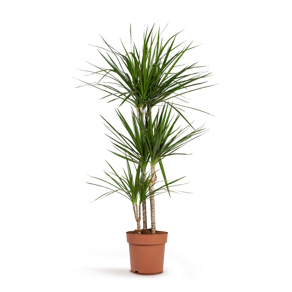 Dracaena marginata Indoor Plants - Red Edged Dragon Tree | Hortology