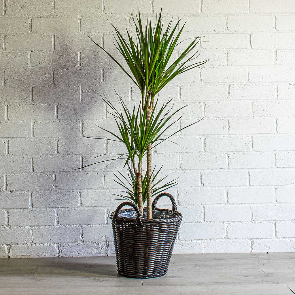 Dracaena marginata Red Edged Multi-Stem Houseplant & Nanna Wikr Plant Basket - Dark Brown