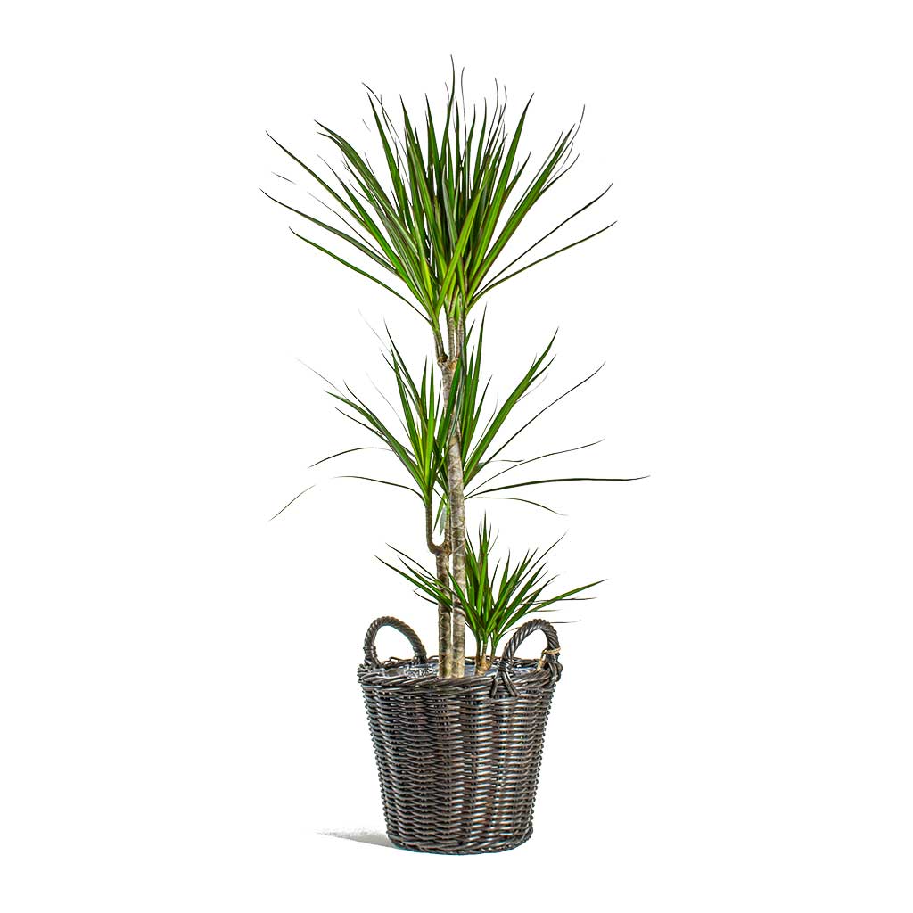 Dracaena marginata Red Edged Multi-Stem Nanna Wikr Plant Basket - Dark Brown