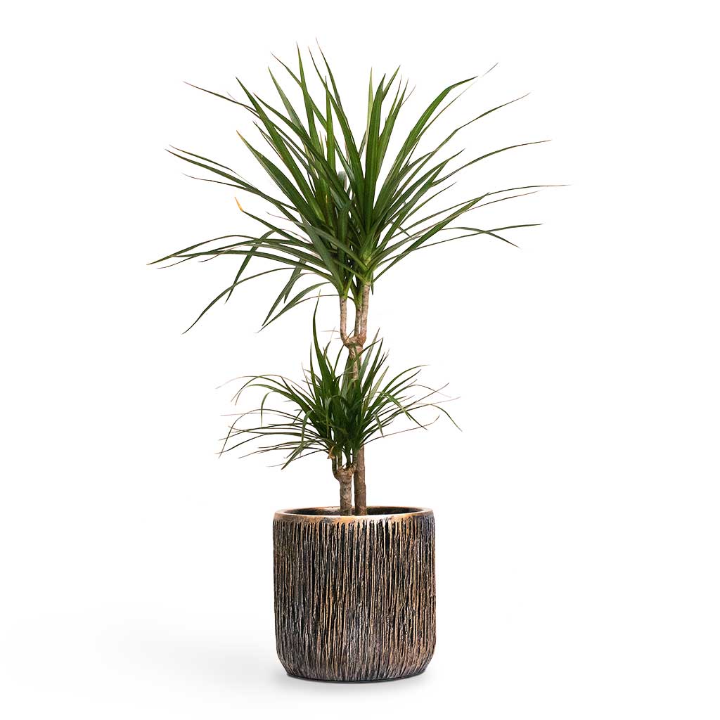 Dracaena marginata Red Edged Multi-Stem Indoor Plant & Luxe Lite Waterfall Cylinder Planter - Bronze