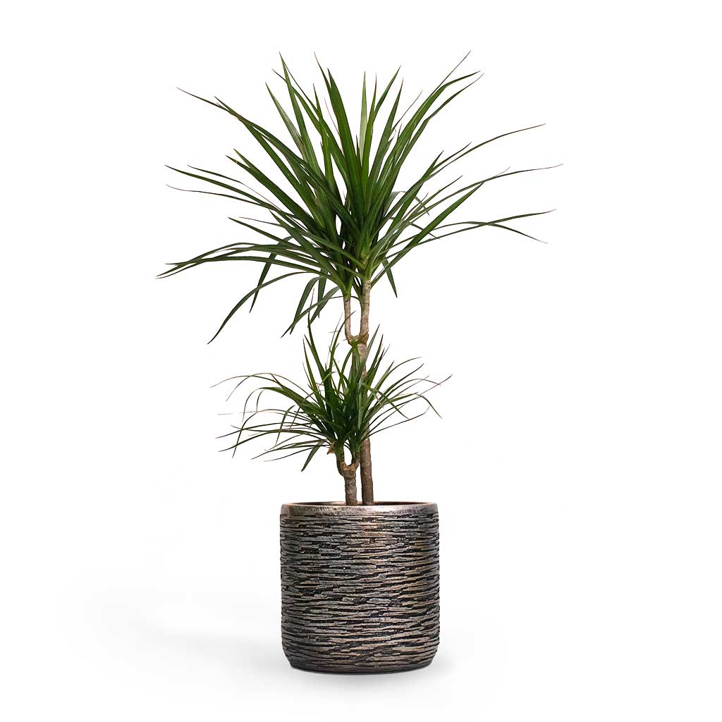 Dracaena marginata Red Edged Multi-Stem Indoor Plant & Luxe Lite Wrinkle Cylinder Planter - Bronze