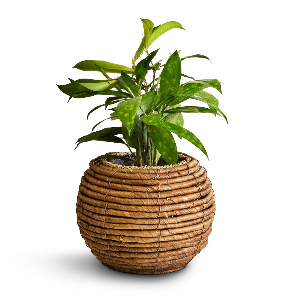 Dracaena surculosa &amp; Lida Plant Basket - Natural