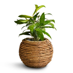 Dracaena surculosa & Lida Plant Basket - Natural