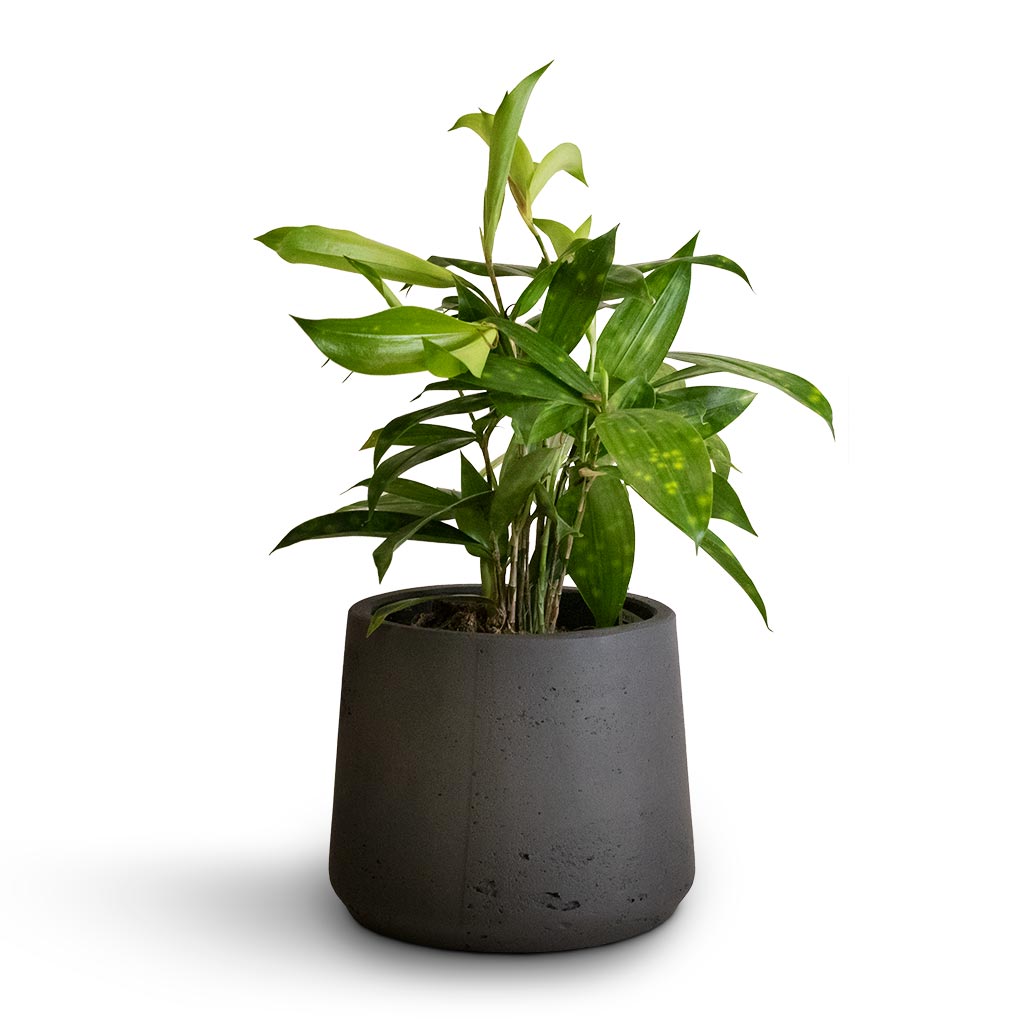 Dracaena surculosa &amp; Patt Plant Pot - Black Washed