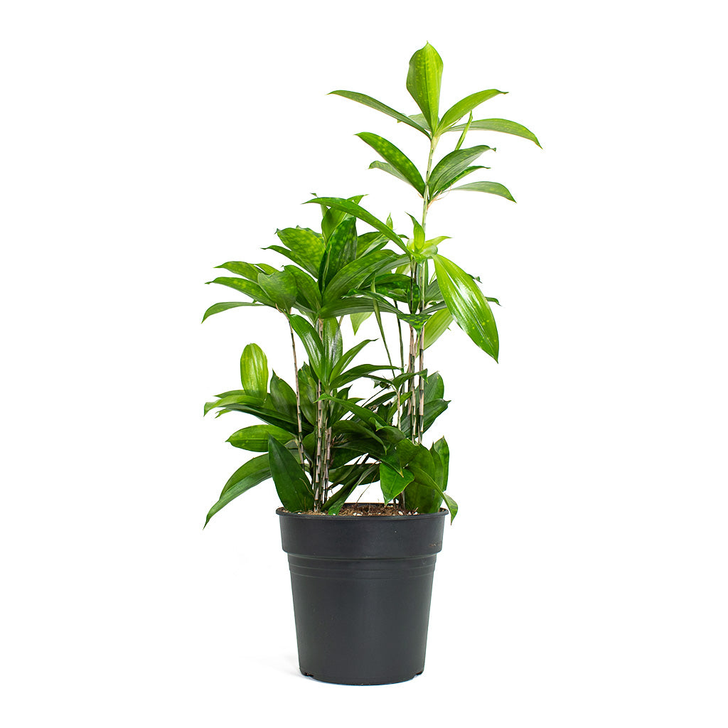 dracaena surculosa lindl Dracaena surculosa - Quality Houseplants | Hortology