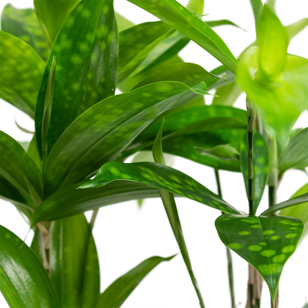 Dracaena Surculosa Houseplant Close-Up