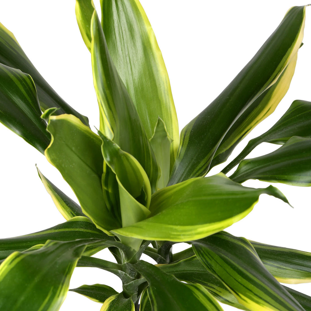 Dracaena fragrans Golden Coast Close Up