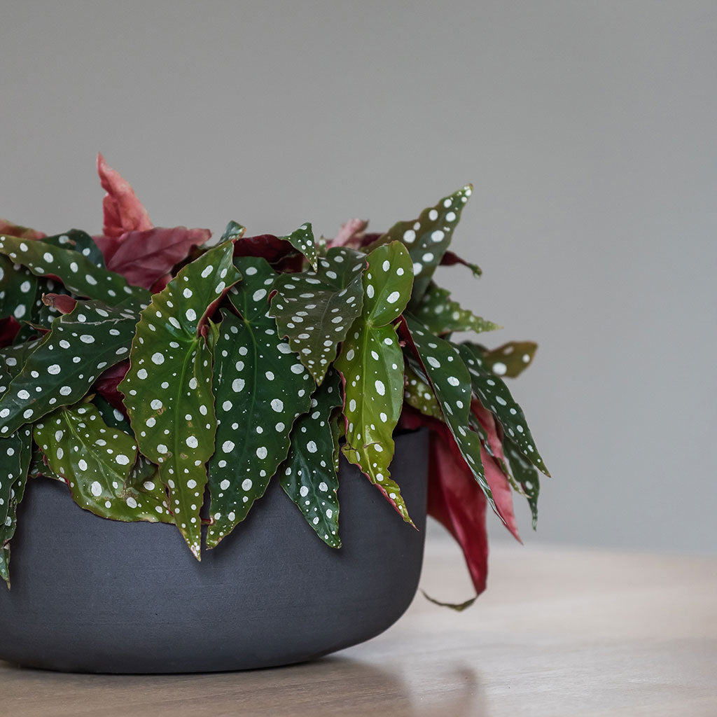 Eav Plant Bowl Volcano Black with Polka Dot Begonias Lifestyle