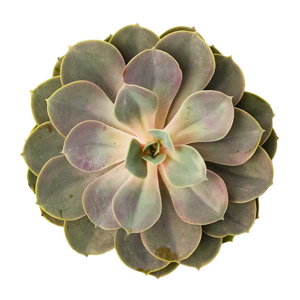 Echeveria Perle Von Nurnberg Greener