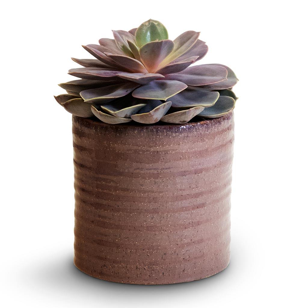 Hera Plant Pot - Purple & Echeveria Perle