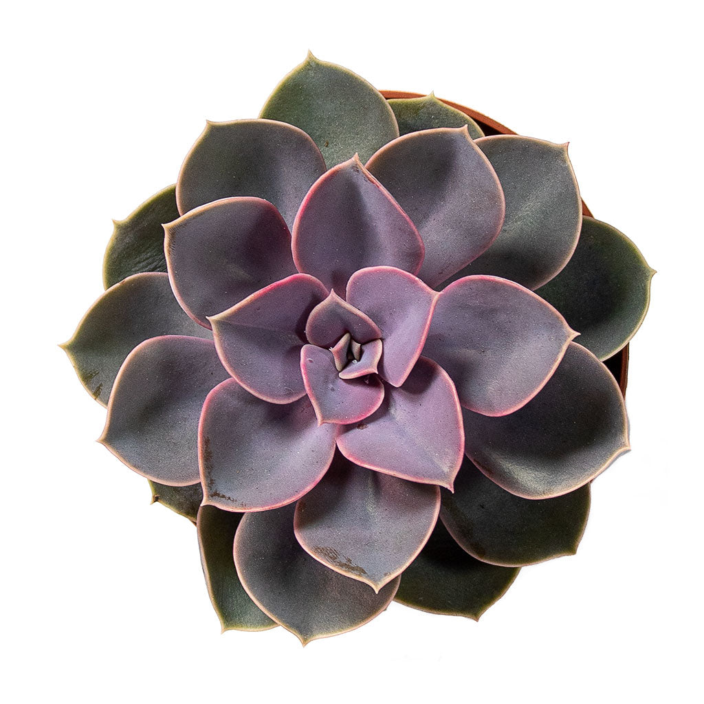 Echeveria Perle Von Nurnberg - 10.5x14cm In Saar Plant Pot Earth Cement - 12x11cm