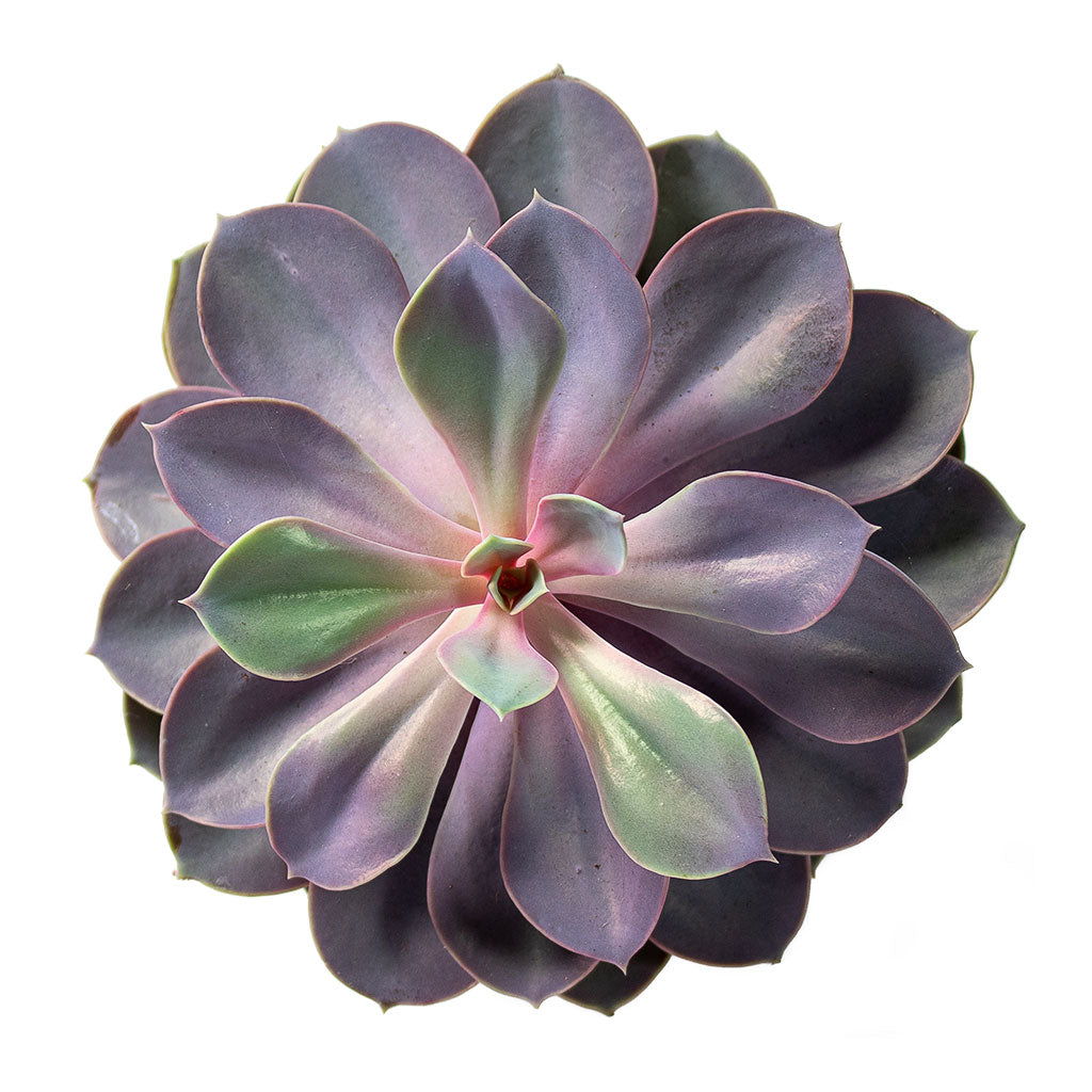 Echeveria Purple Pearl - 12x15cm & Copenhagen Plant Pot Blue - 13.5x14cm