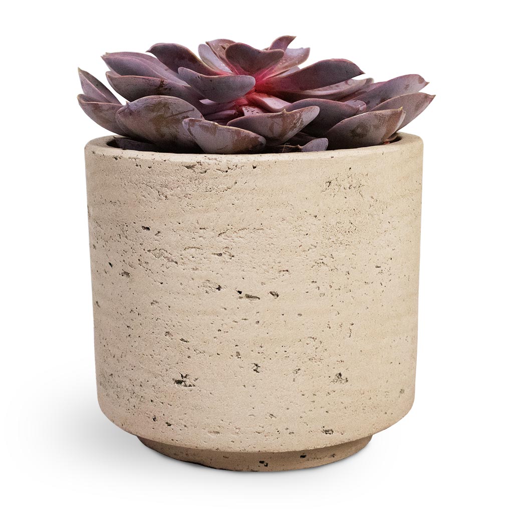 Echeveria Purple Pearl Houseplant & Novi Plant Pot - Grey Washed
