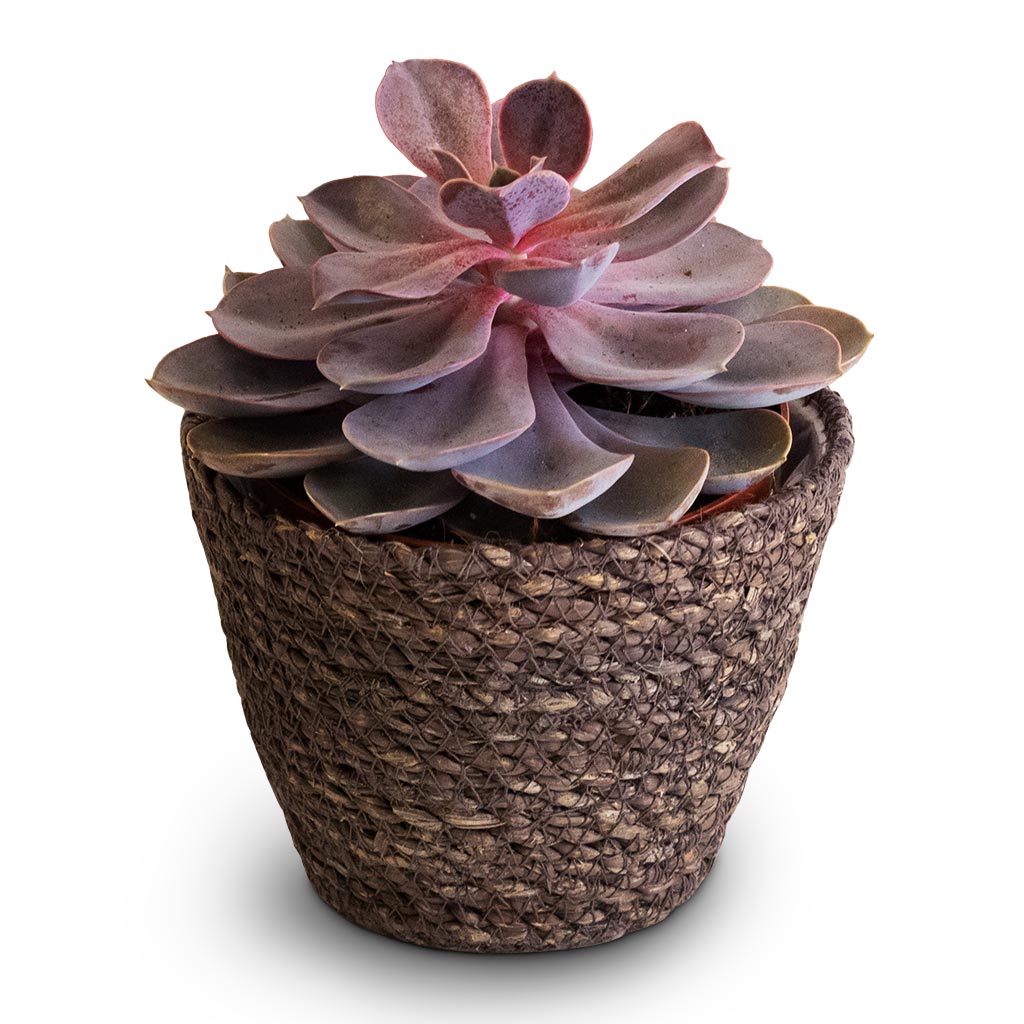 Echeveria Purple Pearl & Igmar Plant Basket - Grey