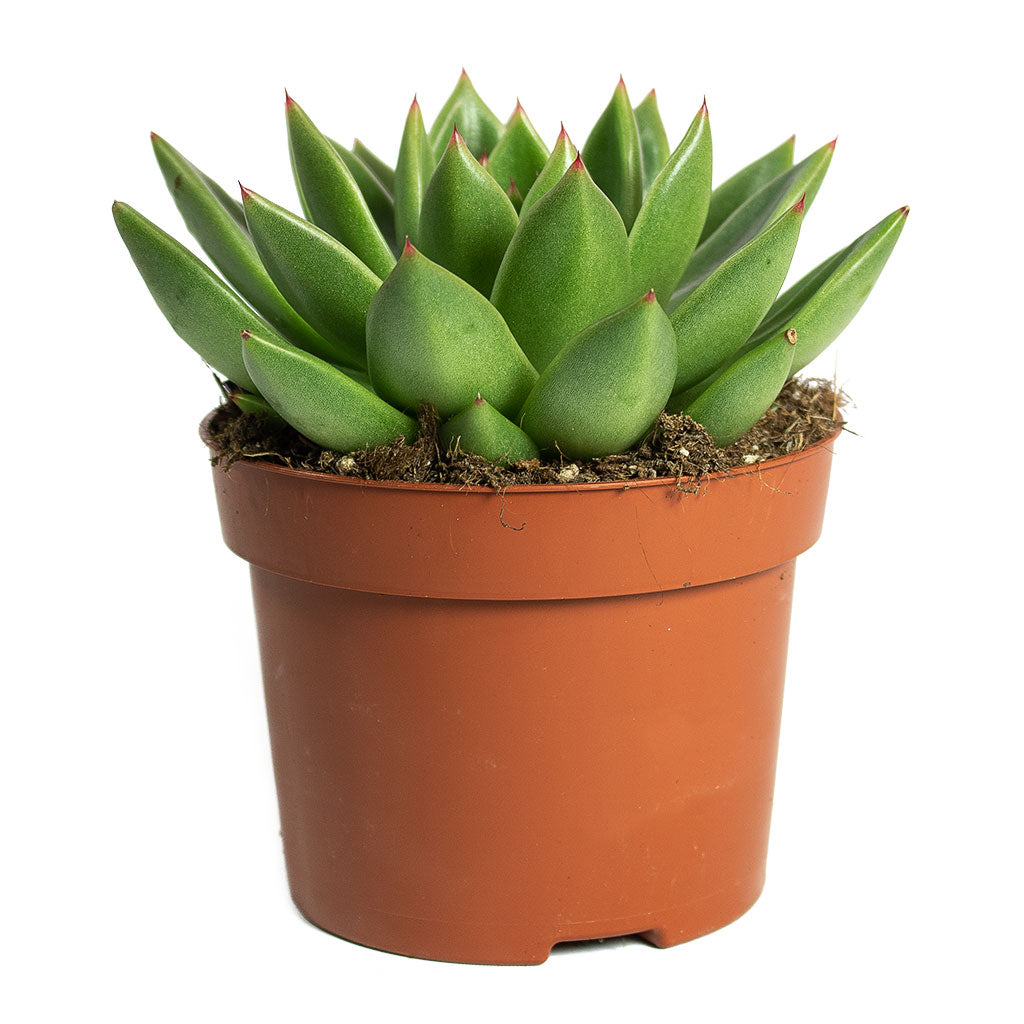 Echeveria agavoides Miranda 12cm