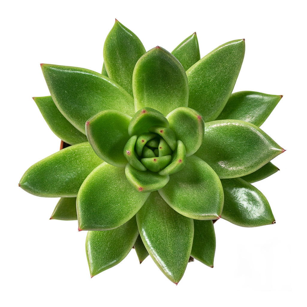 Echeveria agavoides Miranda 8.5cm Top-Down View