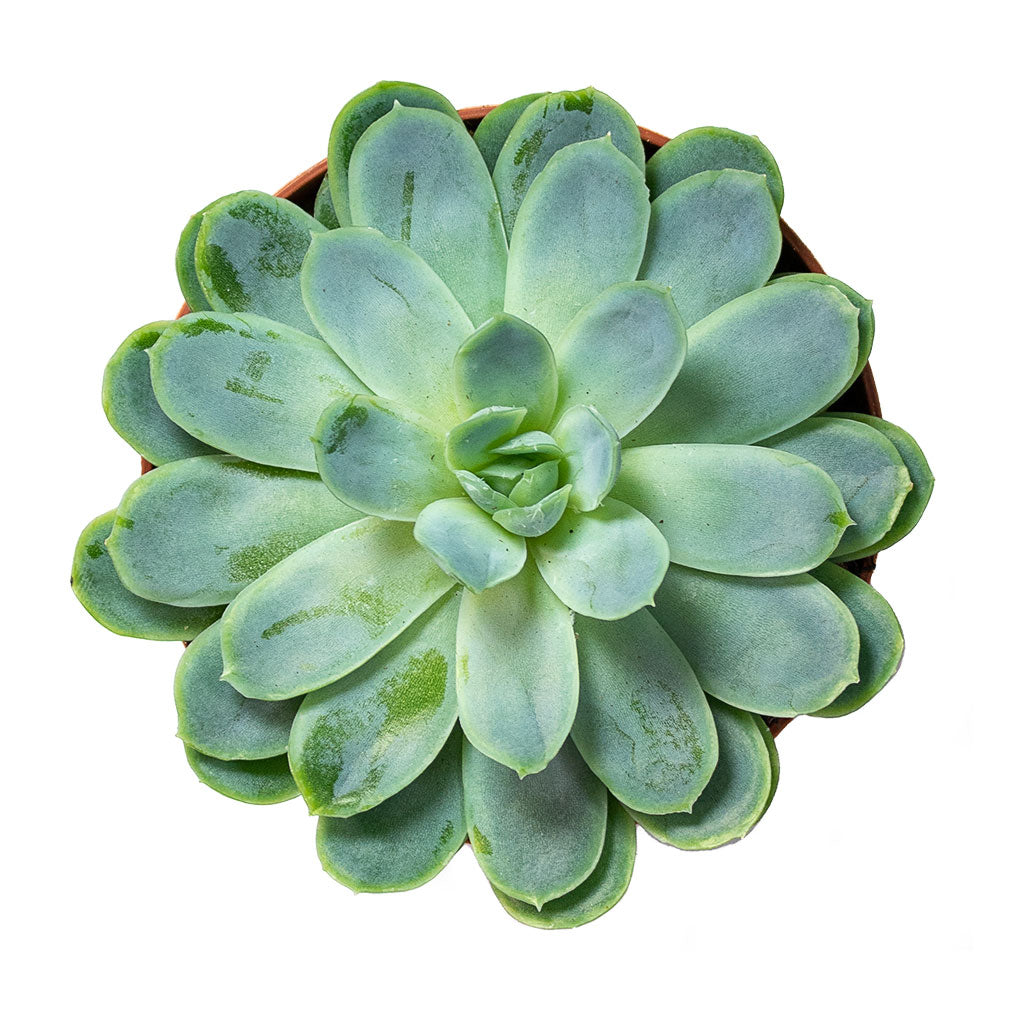 Echeveria elegans Mexican Snow Ball 8.5cm Top-Down View