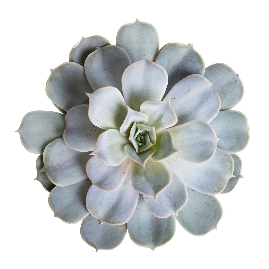 Echeveria lilacina - Ghost Echeveria Birds Eye